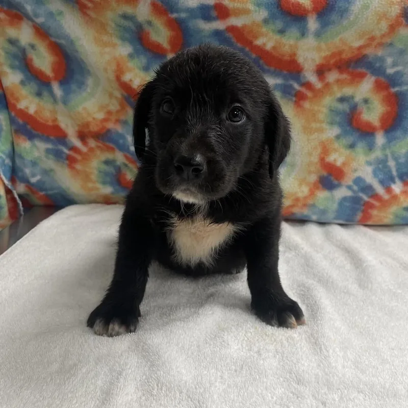 A baby medium-sized male Black Australian Shepherd dog named Pup  Ganon for adoption in Galax, VA