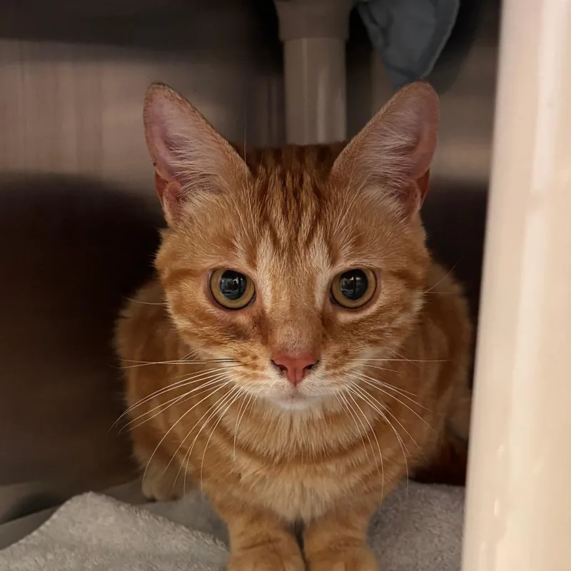 An adult medium-sized male Orange / Red Domestic Short Hair cat named Jabba for adoption in Philadelphia, PA
