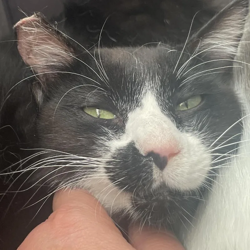 A young small-sized male Black Domestic Short Hair cat named Gulliver for adoption in Buffalo, WY