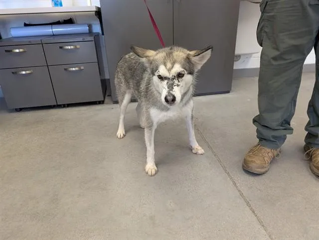 An adult large-sized female Husky dog named Tinka for adoption in Mesa, AZ