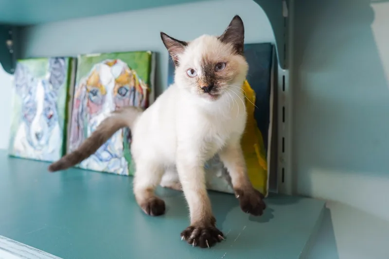 A young medium-sized female Siamese cat named Palmer for adoption in San Antonio, TX