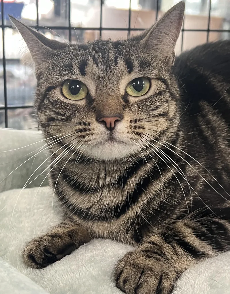 A young medium-sized female Tabby (Brown / Chocolate) Domestic Short Hair cat named Valentina for adoption in Johnston, RI