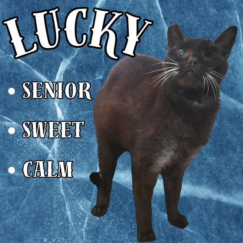 A senior medium-sized male Black Domestic Short Hair cat named Lucky for adoption in South Padre Island, TX