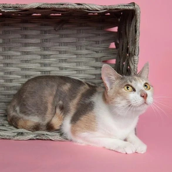 A young medium-sized female Dilute Calico cat named Holly Hobby for adoption in Friendswood, TX