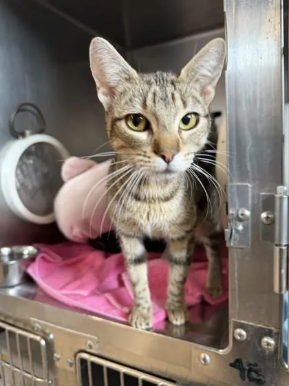 An adult small-sized female Domestic Short Hair cat named Zara Larsson for adoption in Roseville, CA