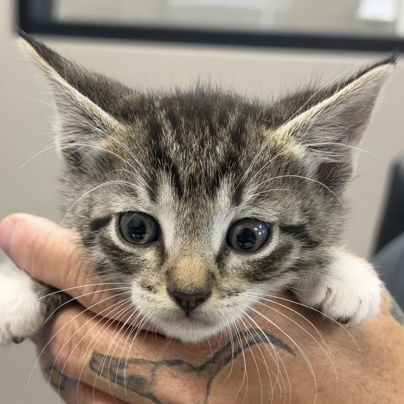 A baby small-sized male Gray / Blue / Silver Domestic Short Hair cat named Tumbleweed for adoption in Midland, TX
