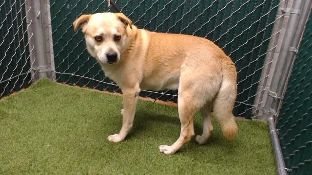 A young medium-sized male Labrador Retriever dog named Horace for adoption in Downey, CA