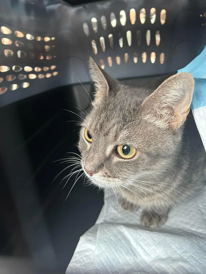 Miss Daisy thumbnail 5