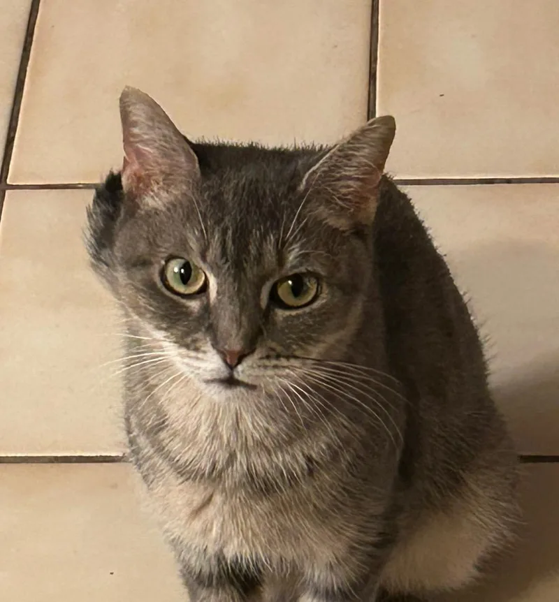 Miss Daisy thumbnail 6