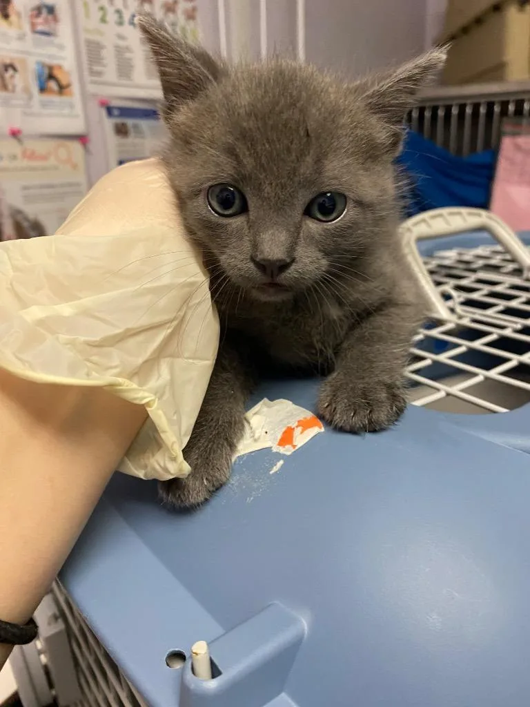 A baby medium-sized female Domestic Short Hair cat named Sam for adoption in New Braunfels, TX
