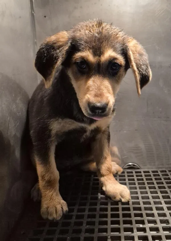 A baby small-sized female Labrador Retriever dog named Pen for adoption in Lawrenceville, GA
