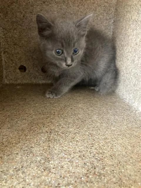 A baby small-sized male Domestic Short Hair cat named Karen for adoption in Dallas, TX