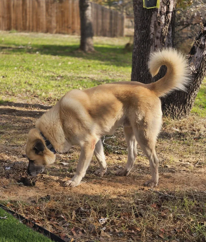 Hopper Floresville  Tx thumbnail 4