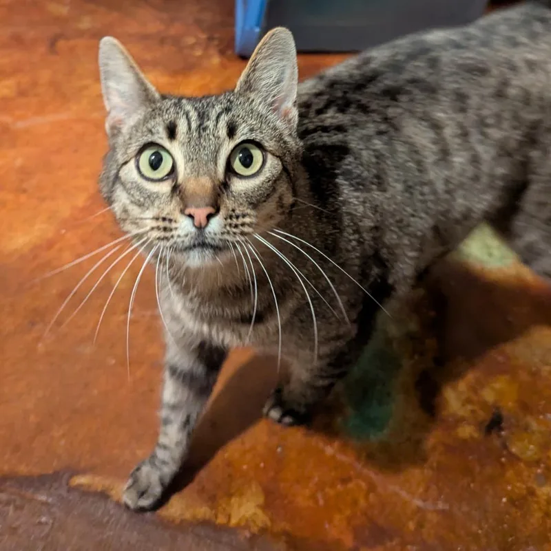 A young large-sized female Domestic Short Hair cat named Snacks for adoption in Aberdeen, WA