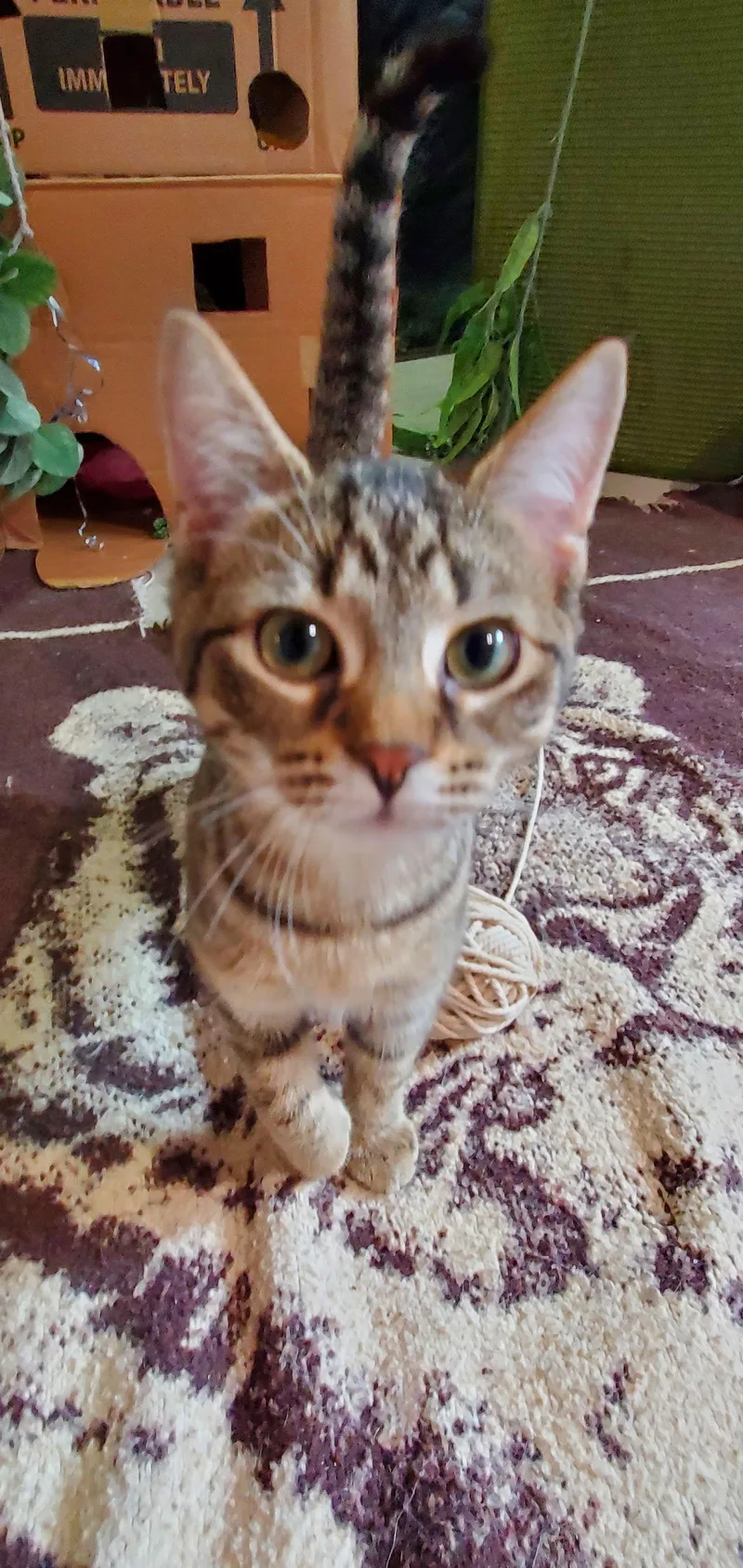 Alice