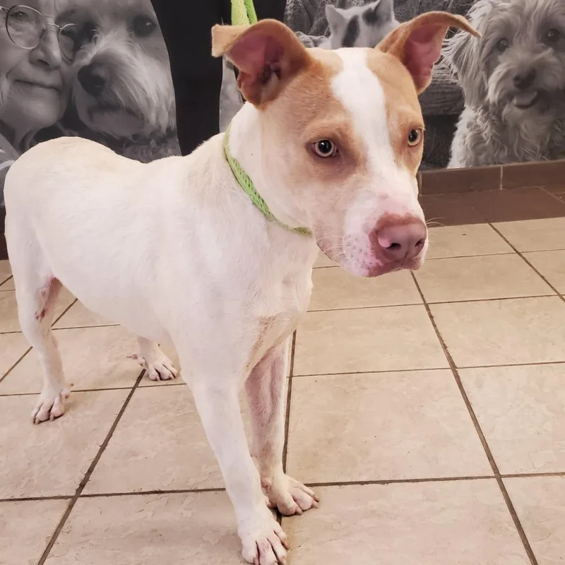 An adult medium-sized male Brown / Chocolate Mixed Breed dog named Strayhoweavenue for adoption in Columbus, GA