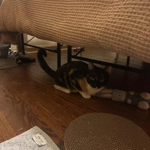 Maple And Pecan thumbnail 2