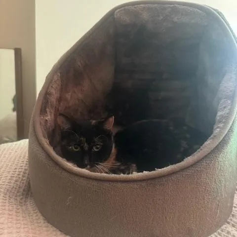 Maple And Pecan thumbnail 3