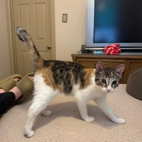 Maple And Pecan thumbnail 4