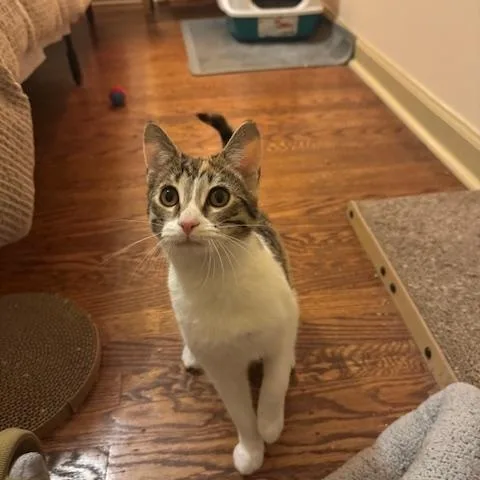 Maple And Pecan thumbnail 5