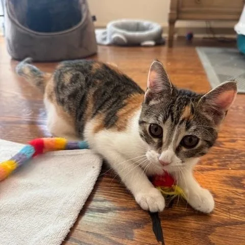 Maple And Pecan thumbnail 6