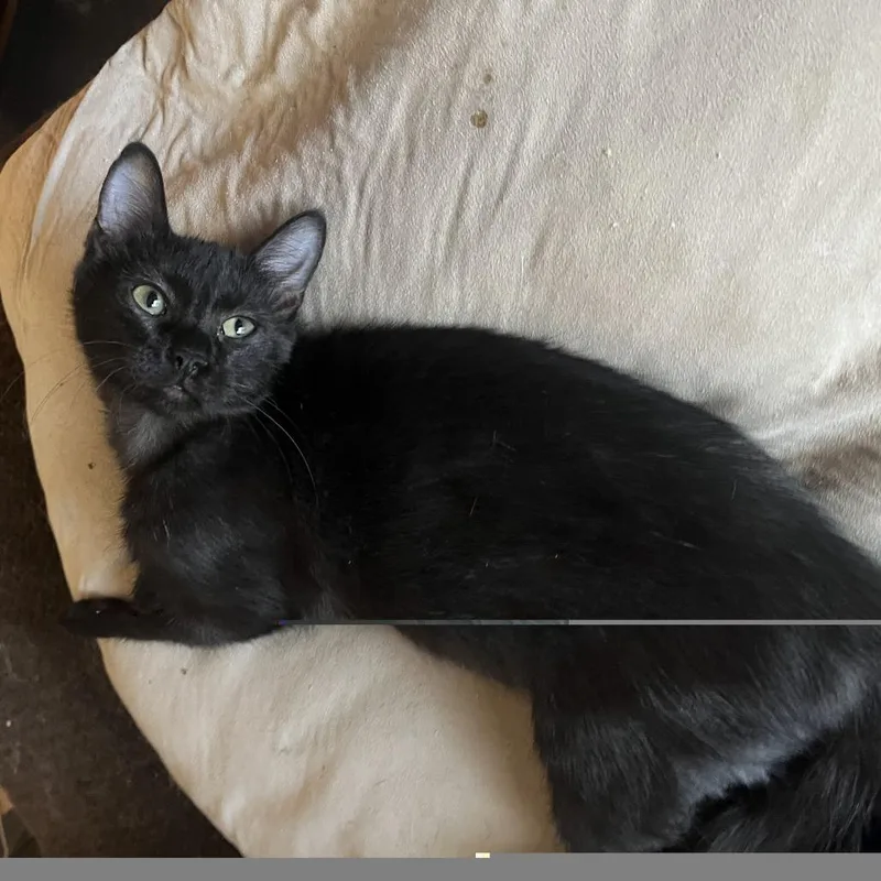 A baby small-sized male Black Domestic Short Hair cat named Vimes for adoption in Bulverde, TX
