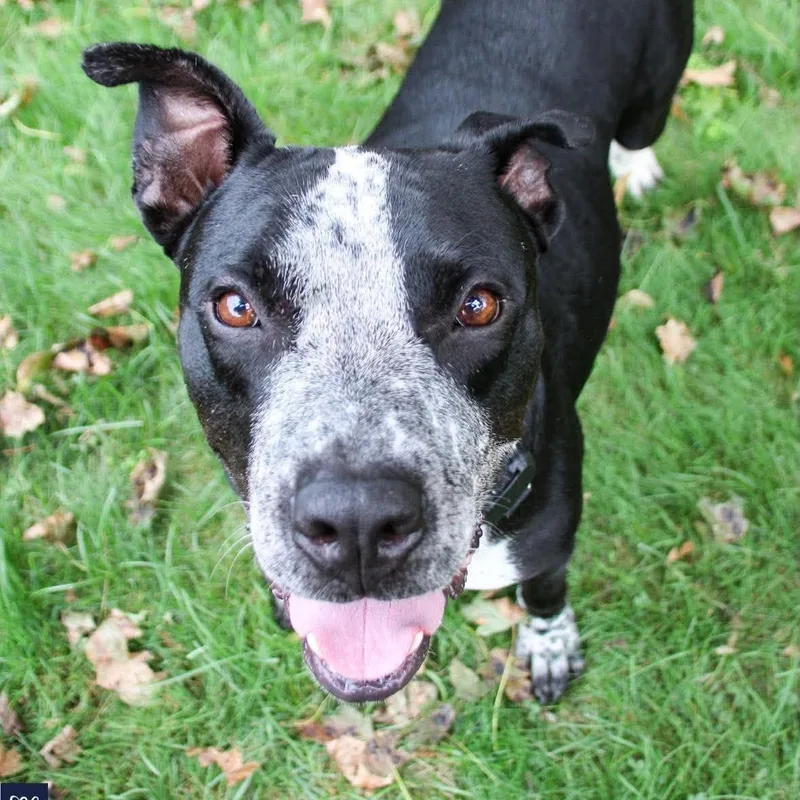 An adult medium-sized male Black Labrador Retriever dog named Dunkin for adoption in Columbia, MD