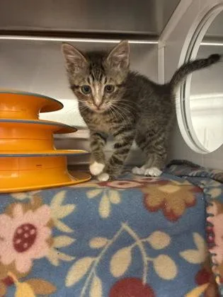 A baby small-sized male Brown / Chocolate Domestic Short Hair cat named Mario for adoption in Kansas City, MO