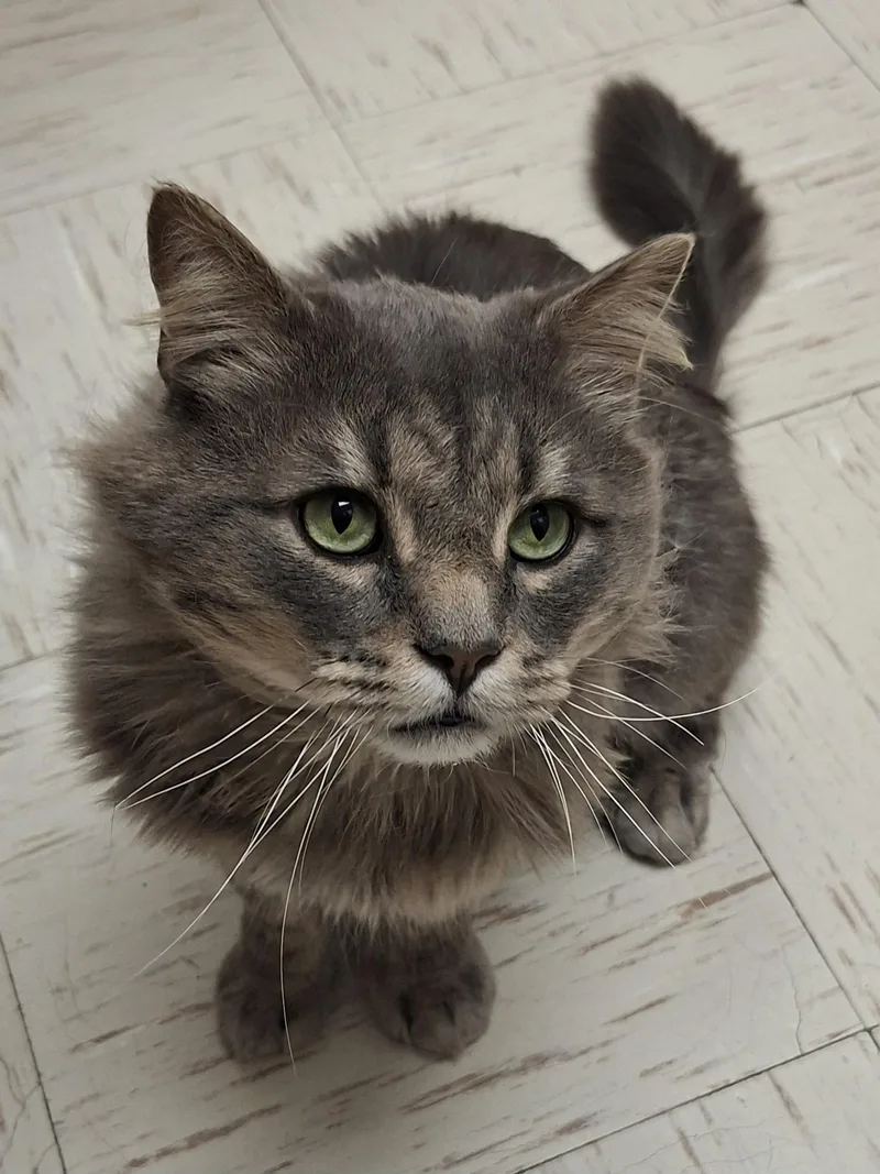 An adult large-sized male Gray / Blue / Silver Domestic Long Hair cat named Biff Wellington for adoption in Wallingford, CT
