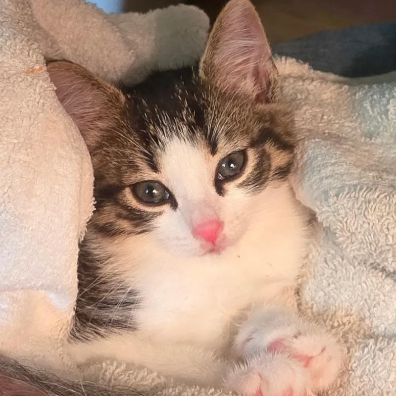 A baby small-sized female Brown / Chocolate Domestic Short Hair cat named Cinnamon for adoption in Franklin, NC