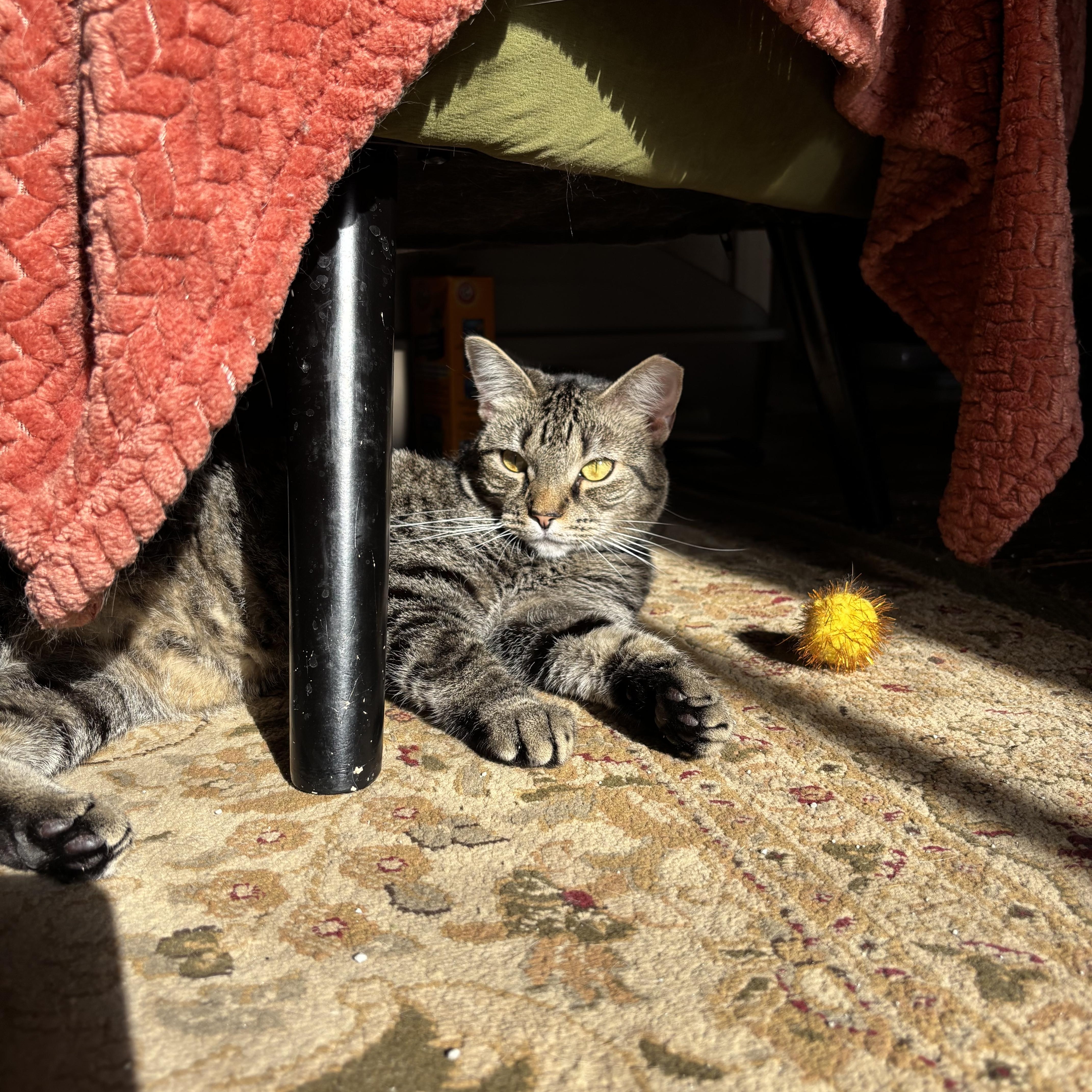 A young medium-sized female Tabby (Brown / Chocolate) Domestic Short Hair cat named Atlas for adoption in Verona, PA