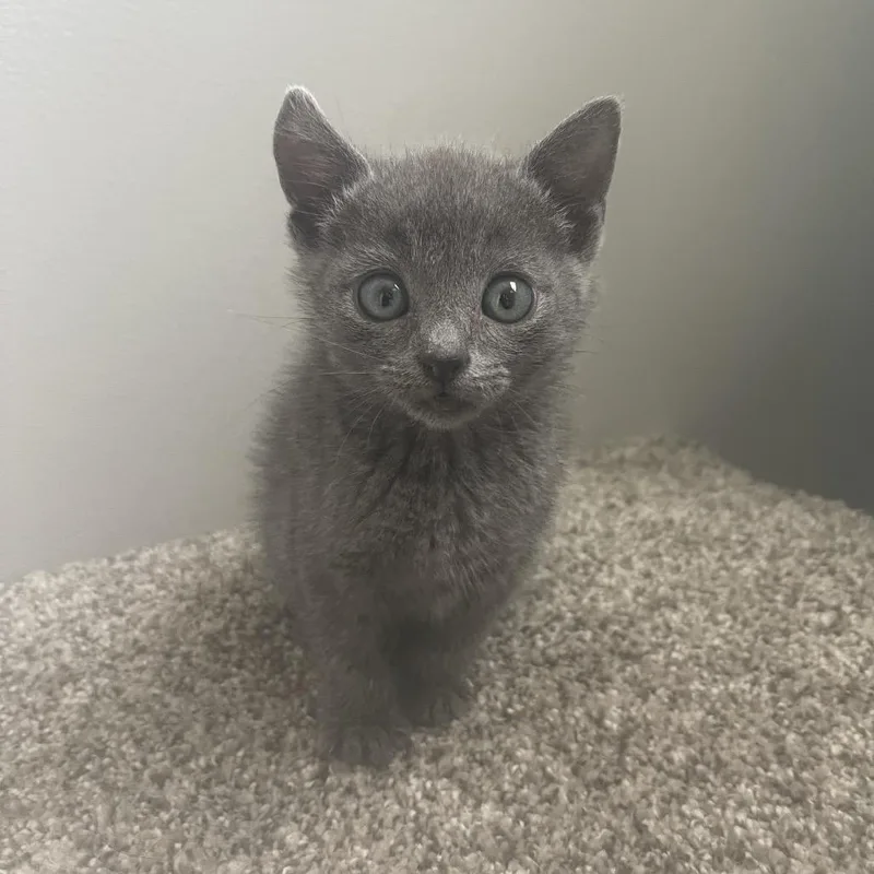 A baby small-sized female Gray / Blue / Silver Domestic Short Hair cat named Overstimulated for adoption in Valdosta , GA