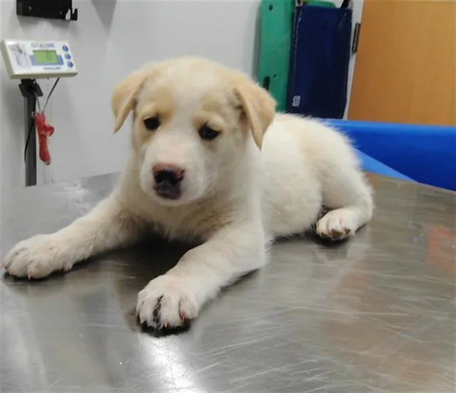 A baby small-sized female Pit Bull Terrier dog named Maisie for adoption in Albuquerque, NM