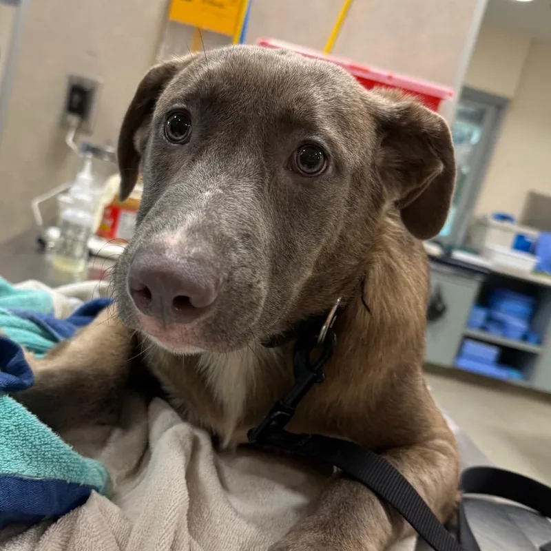A baby medium-sized female Yellow / Tan / Blond / Fawn Mixed Breed dog named Petal for adoption in Jacksonville, FL