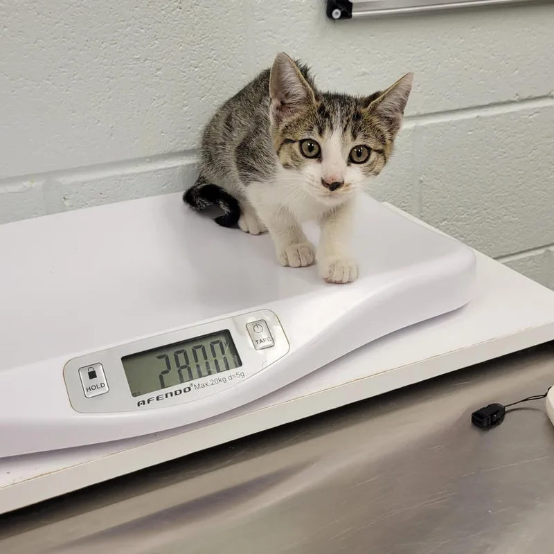 A young small-sized male White Domestic Short Hair cat named Charles for adoption in Chattanooga, TN