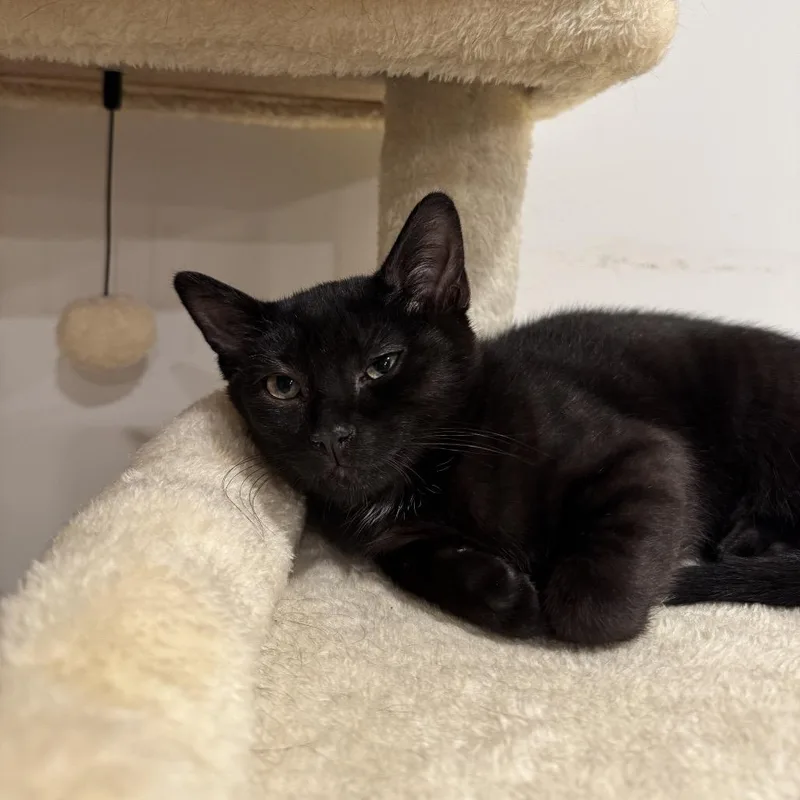 A baby small-sized female Black Domestic Short Hair cat named Blossom for adoption in Middle Village, NY