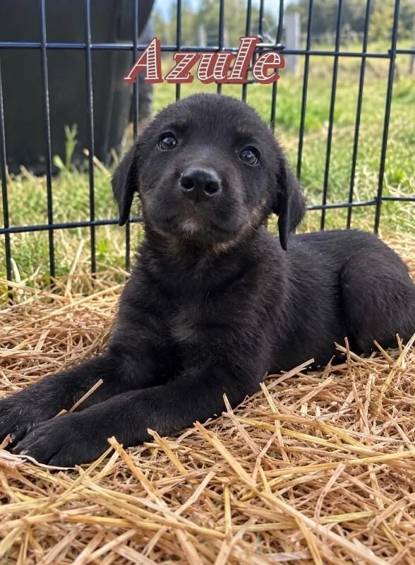 A young medium-sized male Labrador Retriever dog named Azule for adoption in North Bend, WA