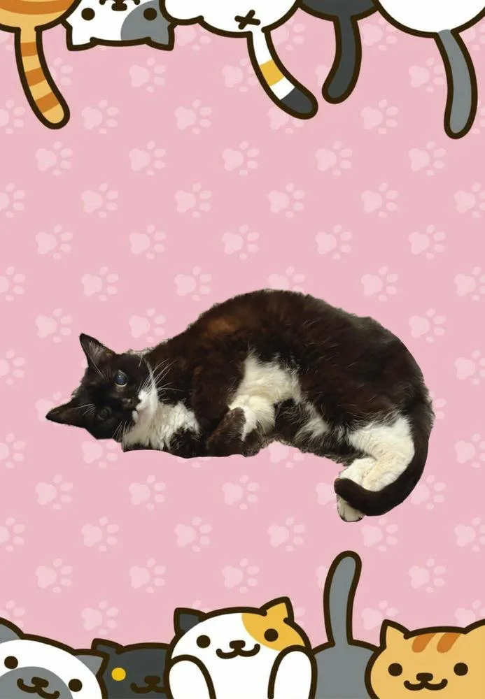 A senior medium-sized female Black & White / Tuxedo Domestic Short Hair cat named Mariah for adoption in Wheaton, IL