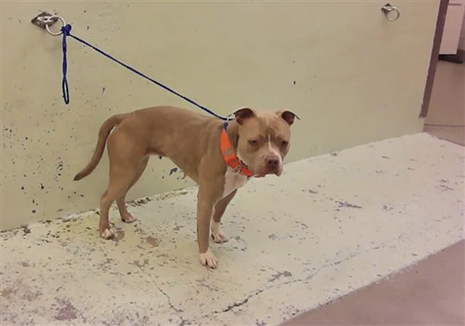 A young medium-sized female Staffordshire Bull Terrier dog named Cartiel for adoption in Houston, TX