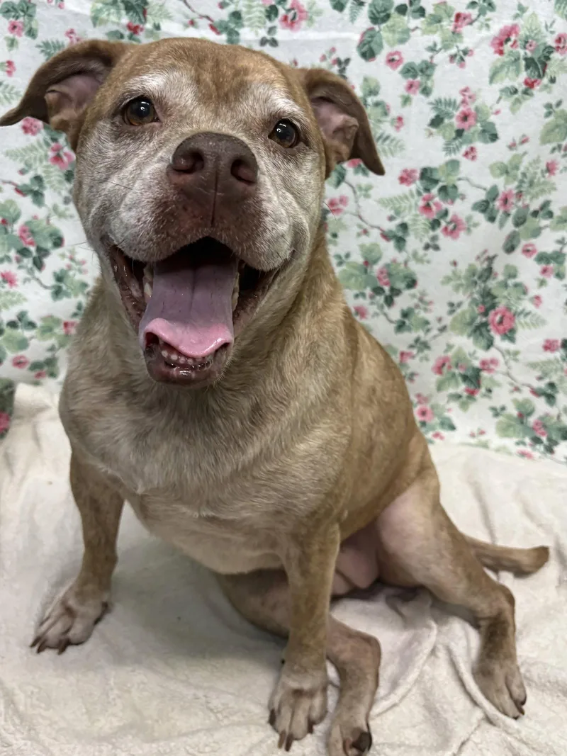 An adult large-sized female English Bulldog dog named Dagmar for adoption in Wetumpka, AL