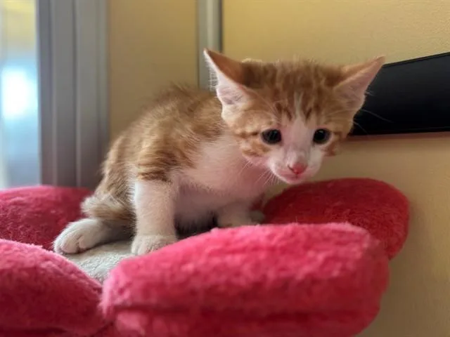 A baby small-sized male Domestic Short Hair cat named Cheddar for adoption in Lancaster, CA