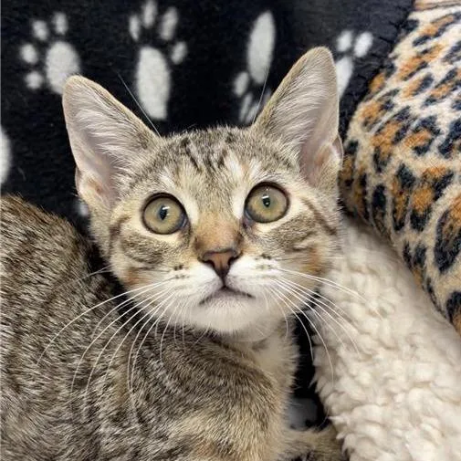 A baby small-sized female Brown / Chocolate Domestic Short Hair cat named Neutron for adoption in Hawthorne, CA