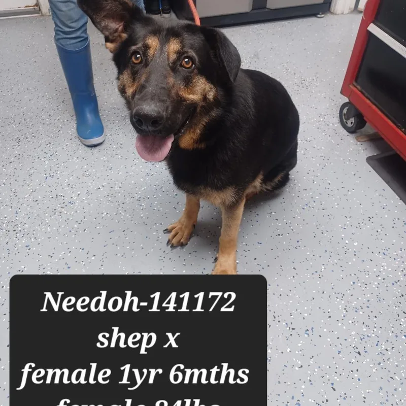 An adult large-sized female Shepherd dog named Needoh for adoption in New Tazewell, TN