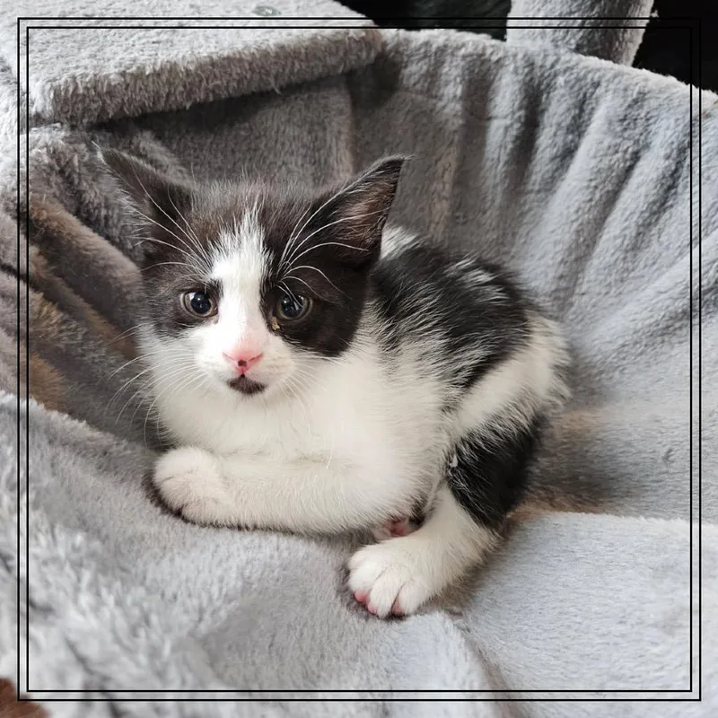 A baby small-sized female Black Domestic Short Hair cat named Sonic for adoption in Monroe, MI