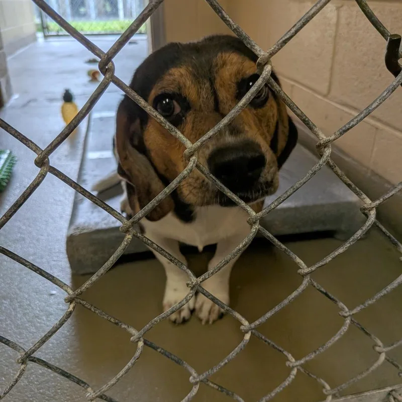 A young small-sized male Black Beagle dog named Kodak for adoption in Fairfax Station, VA