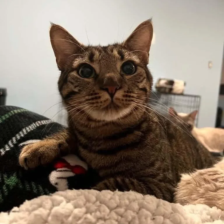 An adult large-sized male Tabby (Brown / Chocolate) Tabby cat named Guillermo for adoption in Antioch, CA