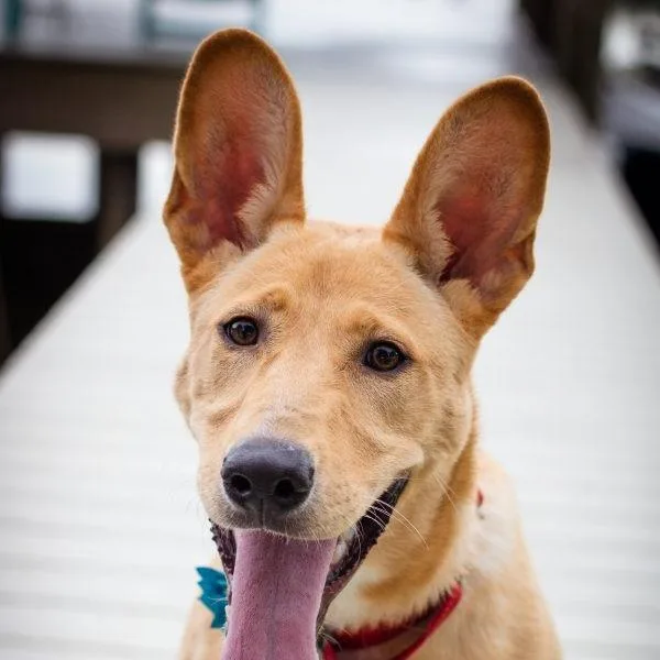 An adult large-sized female Brown / Chocolate Shepherd dog named Henley for adoption in Tampa, FL