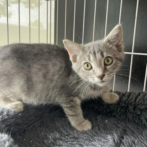 A baby small-sized male Gray / Blue / Silver Domestic Short Hair cat named Spring for adoption in Dayton, OH