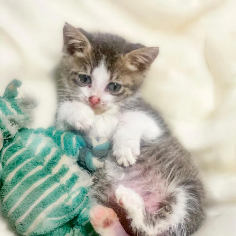 A baby small-sized male Gray / Blue / Silver Domestic Short Hair cat named Buford for adoption in Chapel Hill, NC