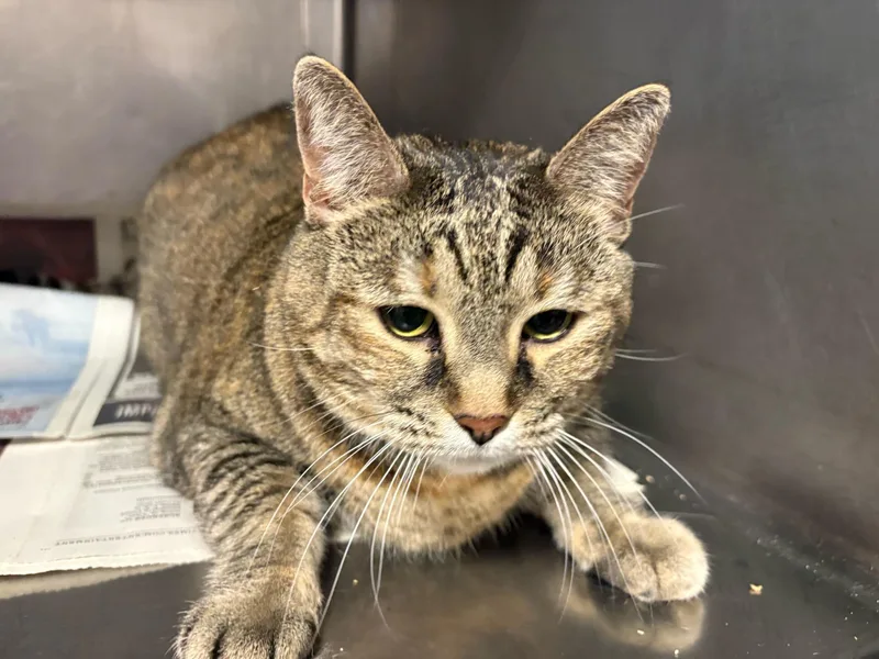 An adult small-sized female Domestic Short Hair cat named Ella for adoption in Chatsworth, CA